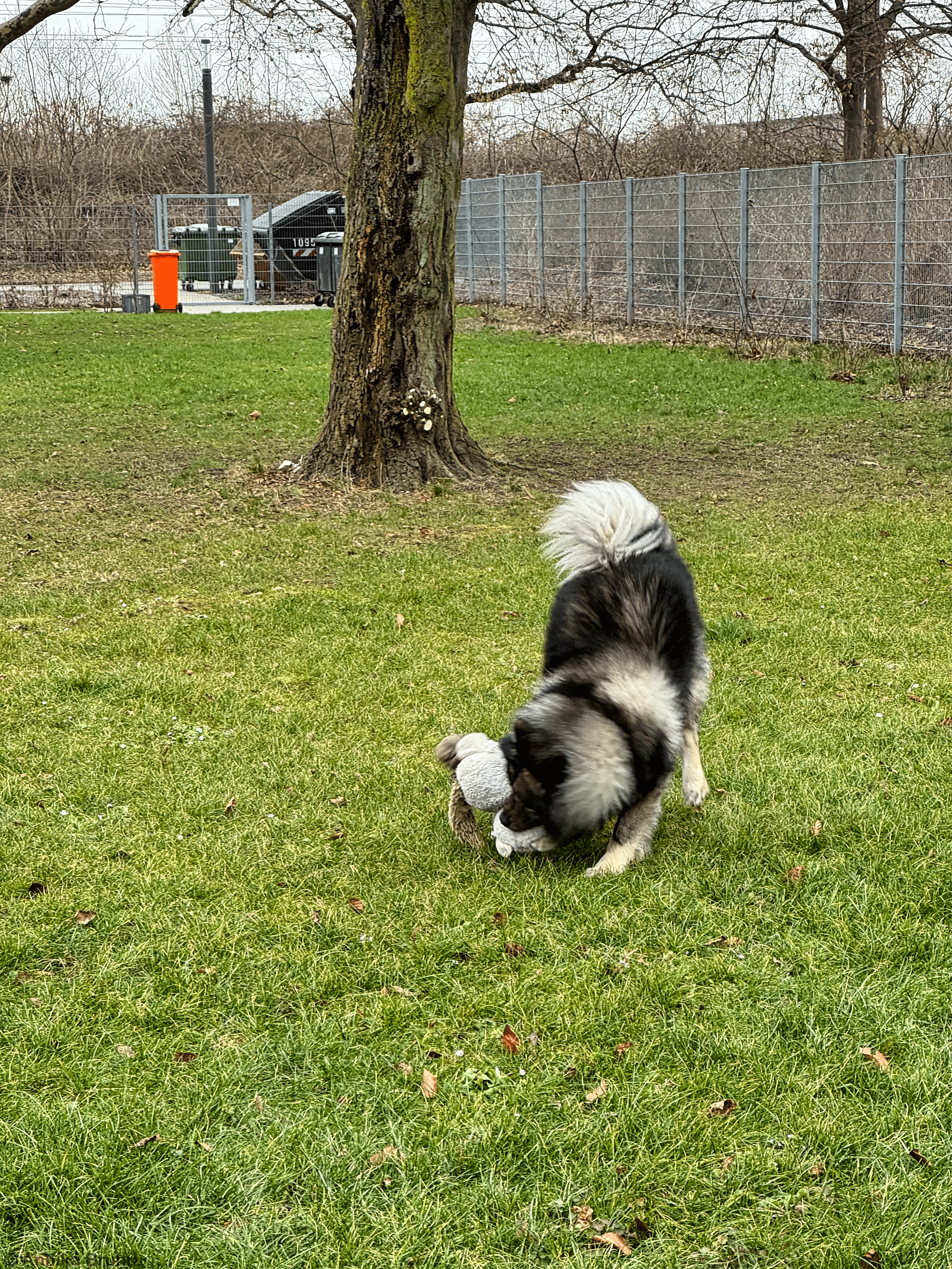 Q beim Spielen mit Waschi